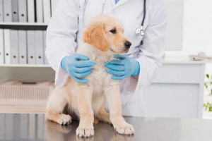 Biegunka u psów z śluzem - co robić?